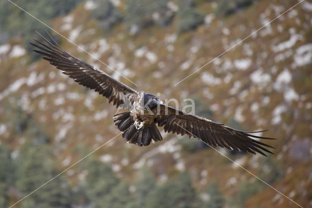 Bearded Vulture / Lammergeier (Gypaetus barbatus)