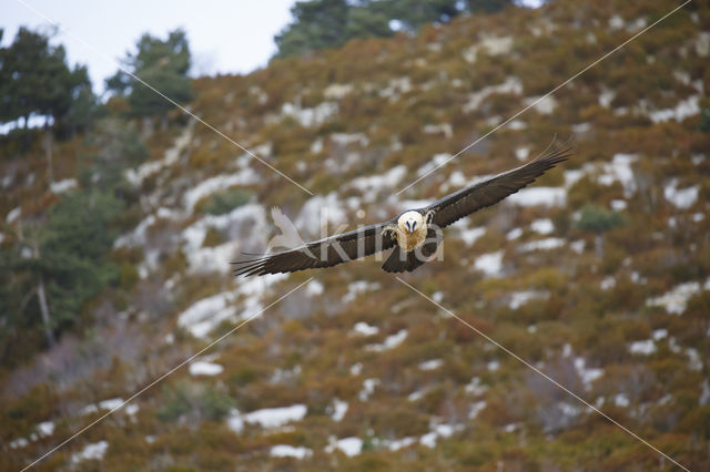 Lammergier (Gypaetus barbatus)