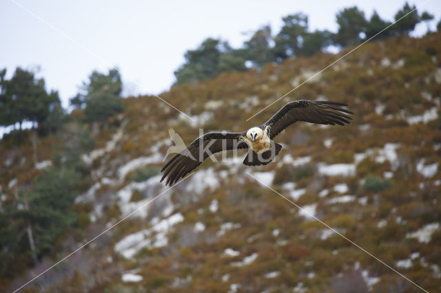 Bearded Vulture / Lammergeier (Gypaetus barbatus)