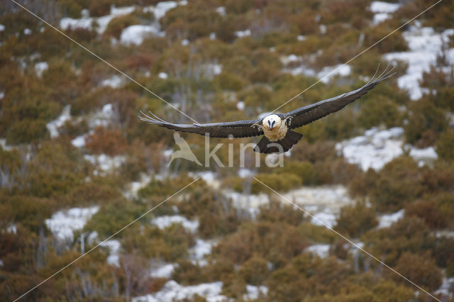 Bearded Vulture / Lammergeier (Gypaetus barbatus)