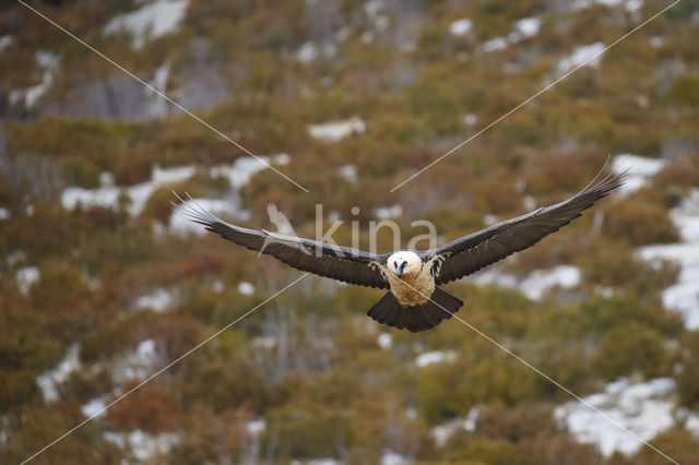 Bearded Vulture / Lammergeier (Gypaetus barbatus)