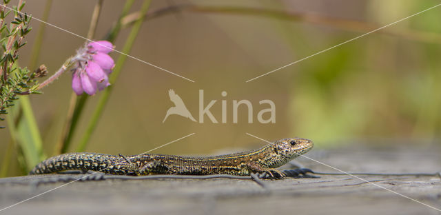 Levendbarende hagedis (Zootoca vivipara)