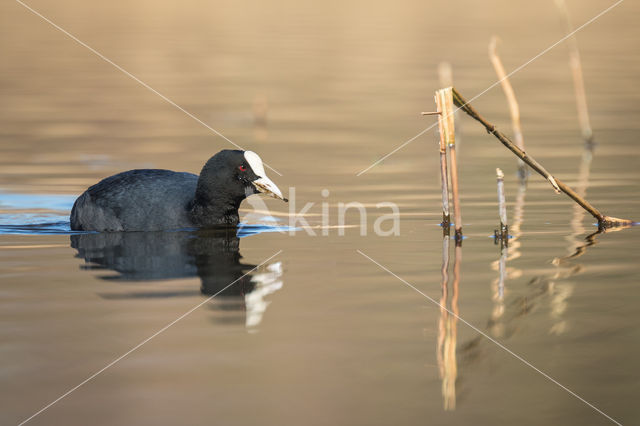 Meerkoet (Fulica atra)