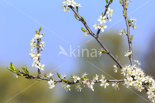 Hawthorn (Crataegus)