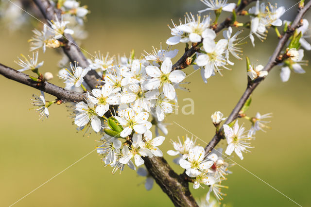 Hawthorn (Crataegus)