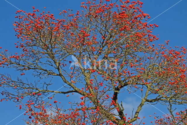 Hawthorn (Crataegus)