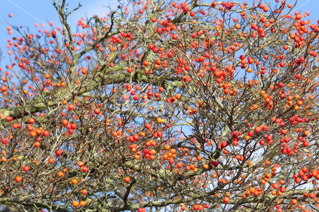 Hawthorn (Crataegus)