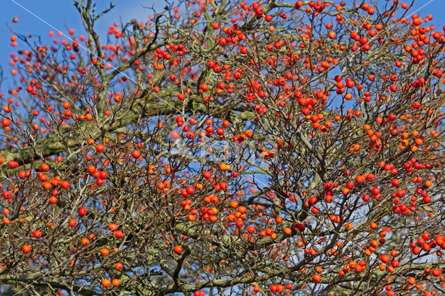 Hawthorn (Crataegus)