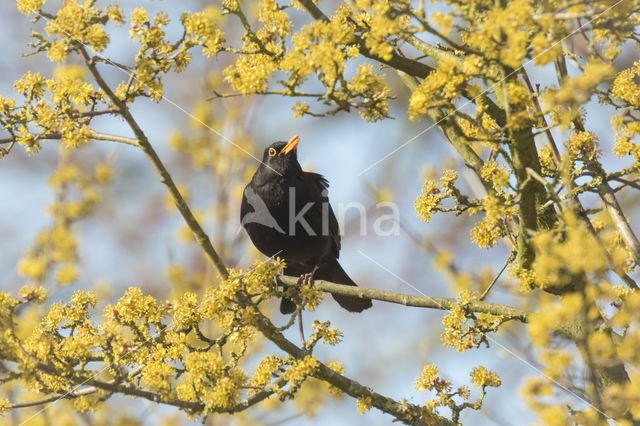 Eurasian Blackbird (Turdus merula)