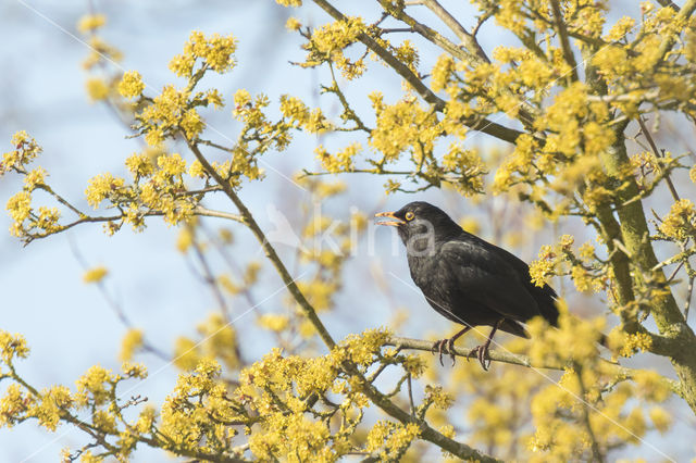 Eurasian Blackbird (Turdus merula)