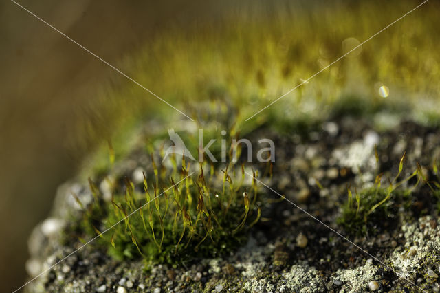 Moss