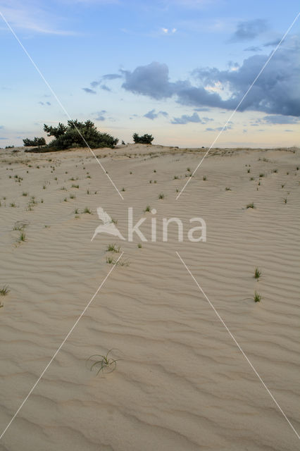 National Park De Hoge Veluwe