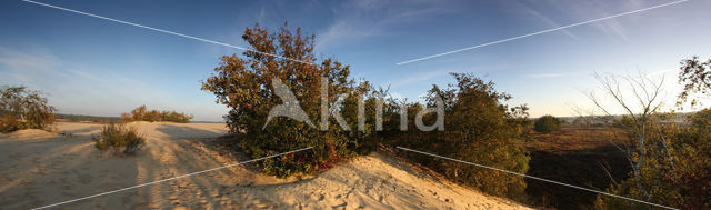 National Park Loonse en Drunense Duinen