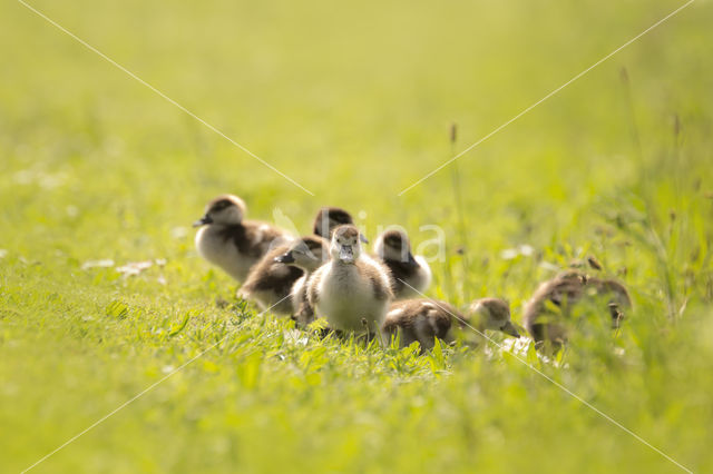 Egyptian Goose (Alopochen aegyptiaca)