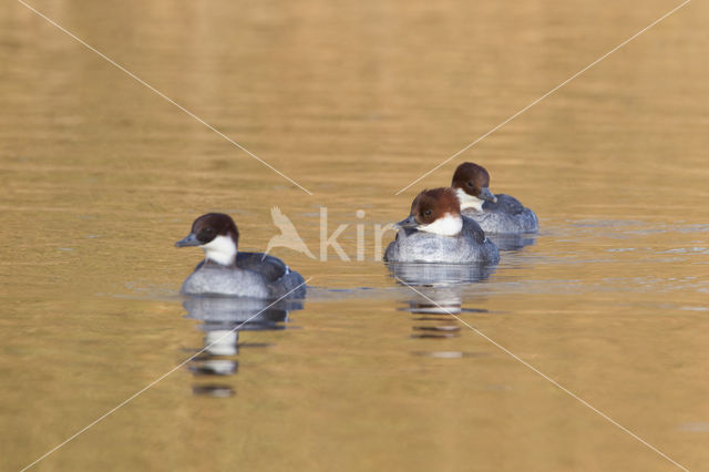 Smew (Mergellus albellus)