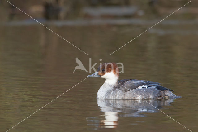 Nonnetje (Mergellus albellus)