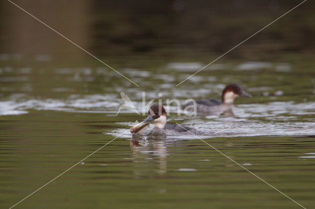 Smew (Mergellus albellus)