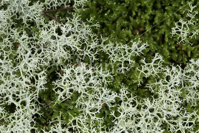 Yellow-green Lowland Reindeer Lichen (Cladina portentosa)