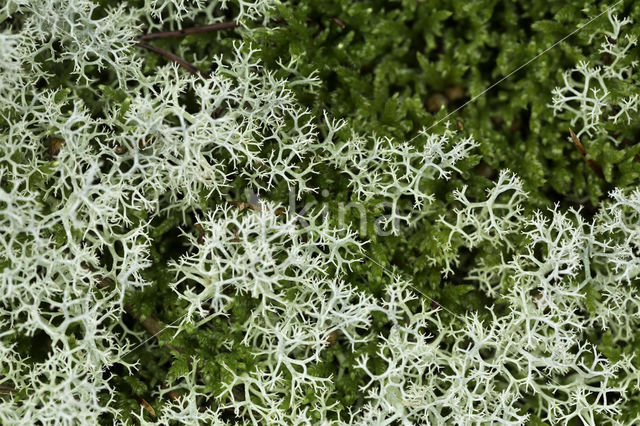 Open rendiermos (Cladina portentosa)