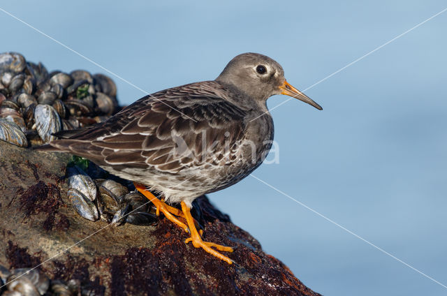 Paarse Strandloper (Calidris maritima)