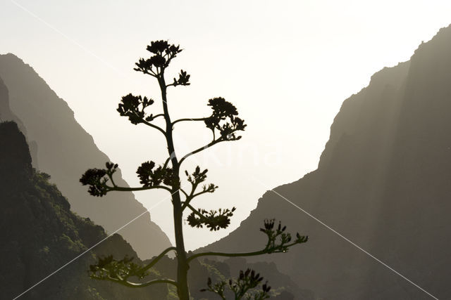 Pico del Teide National Park