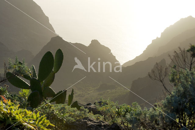 Parque Nacional de Pico del Teide