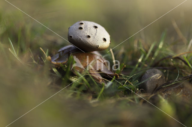 Peperbus (Myriostoma coliforme)