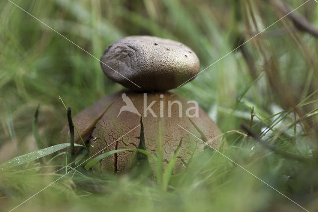 Myriostoma coliforme