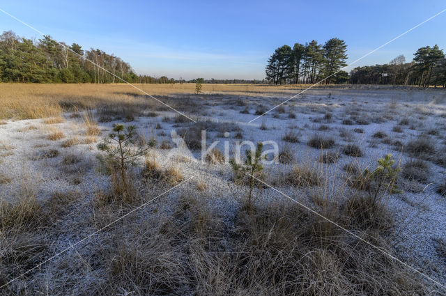 Pijpestrootje (Molinia caerulea)