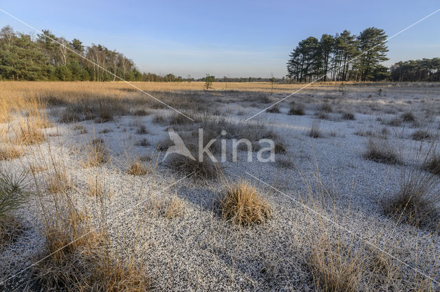 Pijpestrootje (Molinia caerulea)