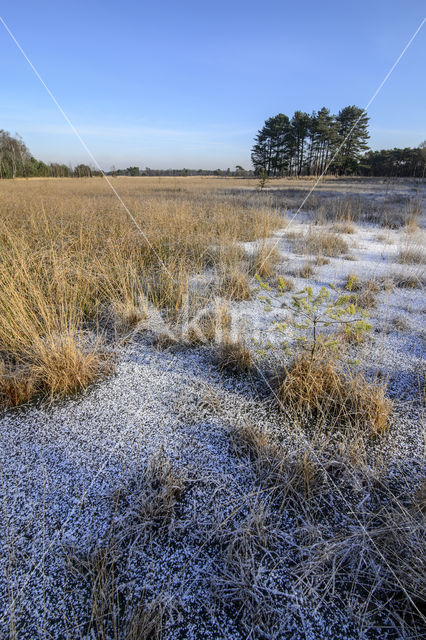 Pijpestrootje (Molinia caerulea)