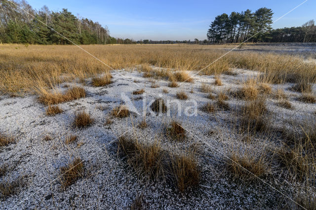 Pijpestrootje (Molinia caerulea)