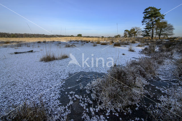 Purple Moor-grass (Molinia caerulea)