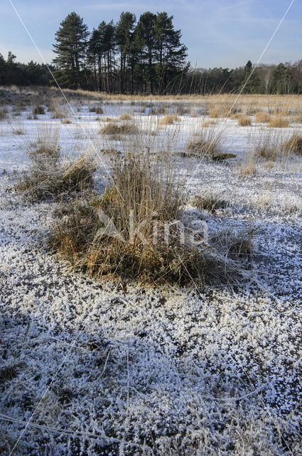 Pijpestrootje (Molinia caerulea)