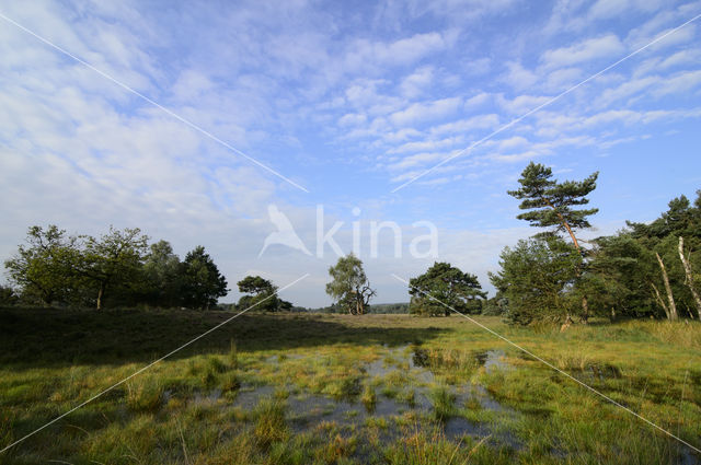 Purple Moor-grass (Molinia caerulea)