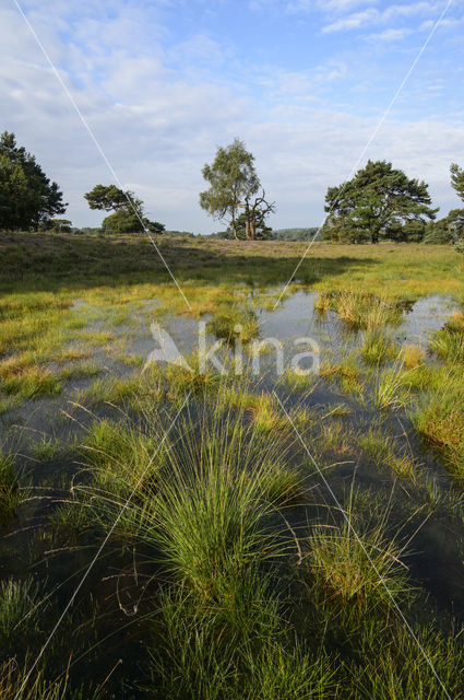 Pijpestrootje (Molinia caerulea)