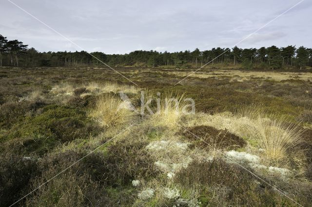 Pijpestrootje (Molinia caerulea)