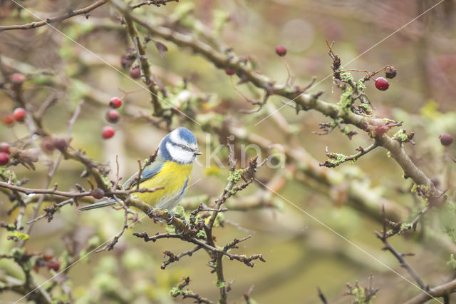 Blue Tit (Parus caeruleus)