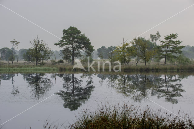 Soft Rush (Juncus effusus)