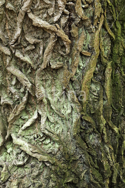 Poplar (Populus spec.)