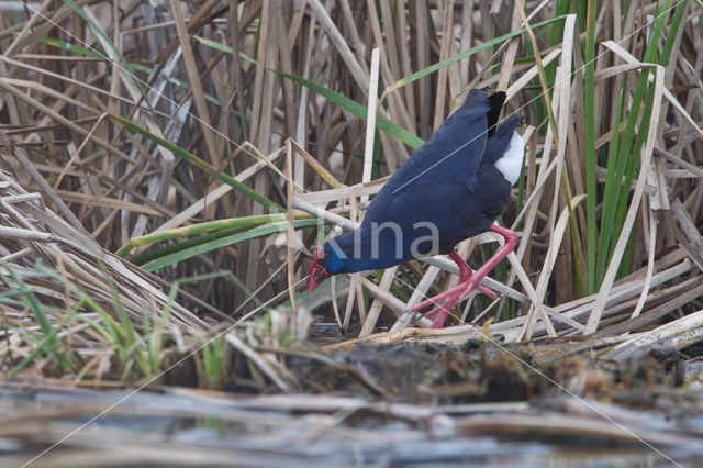 Purple Swamphen (Porphyrio porphyrio)