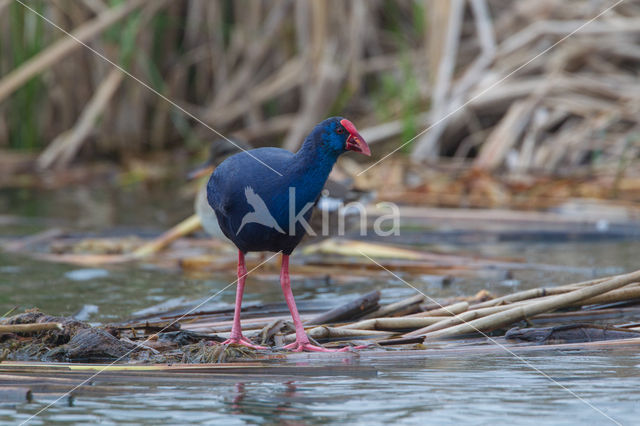 Purple Swamphen (Porphyrio porphyrio)