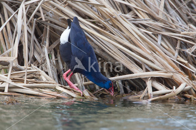 Purple Swamphen (Porphyrio porphyrio)