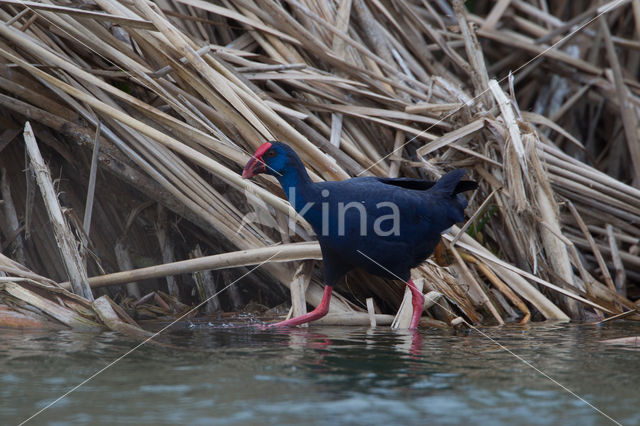 Purple Swamphen (Porphyrio porphyrio)