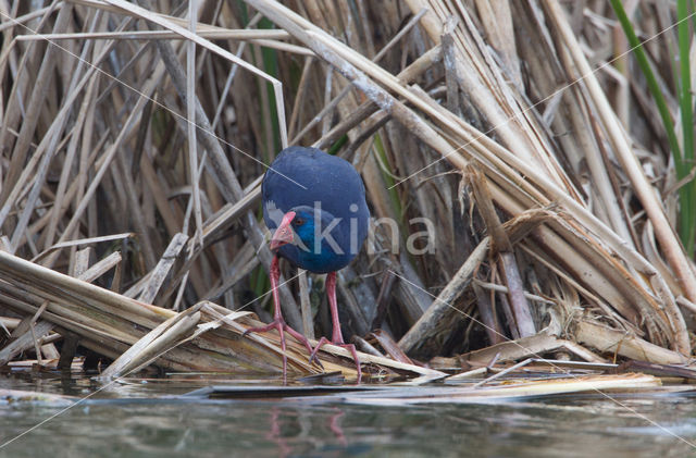 Purple Swamphen (Porphyrio porphyrio)