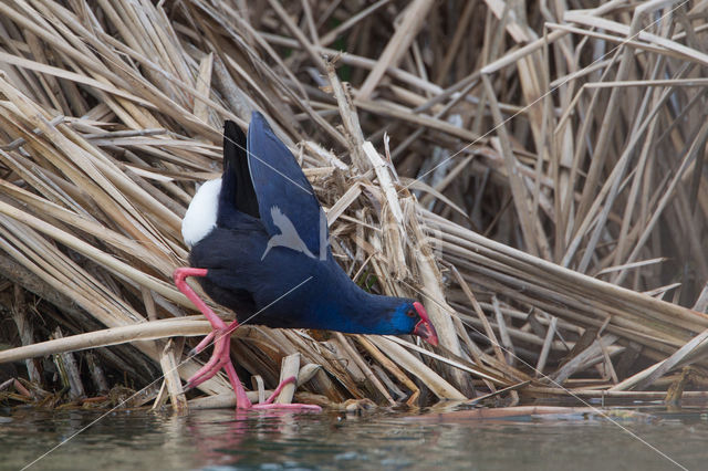 Purple Swamphen (Porphyrio porphyrio)