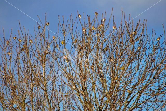 European Goldfinch (Carduelis carduelis)