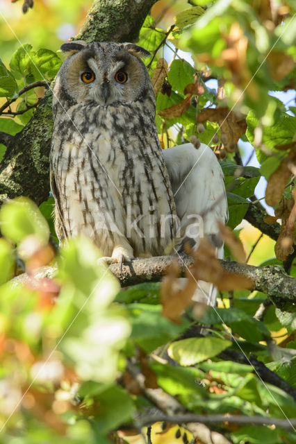 Long-eared Owl (Asio otus)