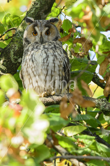 Long-eared Owl (Asio otus)