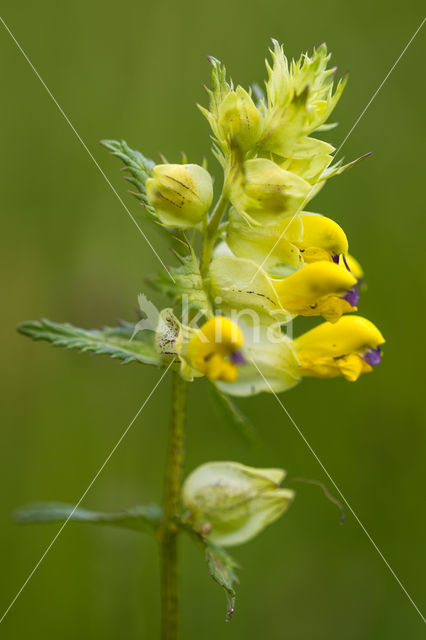 Yellow-rattle (Rhinanthus spec.)
